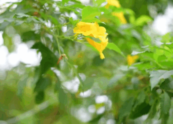 [หนังเต็มเรื่อง] 402H0815 E คุณนายไฮโซโยนแตงโมทิ้v ที่จริงนั่นคือสินสอด 1