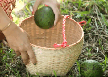 [หนังเต็มเรื่อง] 600H0805 F อาโวคาโดจิ้มพริกเกลือ เผ็ดจัดจ๊านสะใจ