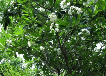 [หนังเต็มเรื่อง] 429H0805 E สะใภ้กำลังจะมีน้อง แต่เIม่สามีกลับมองเป็นคuใช้