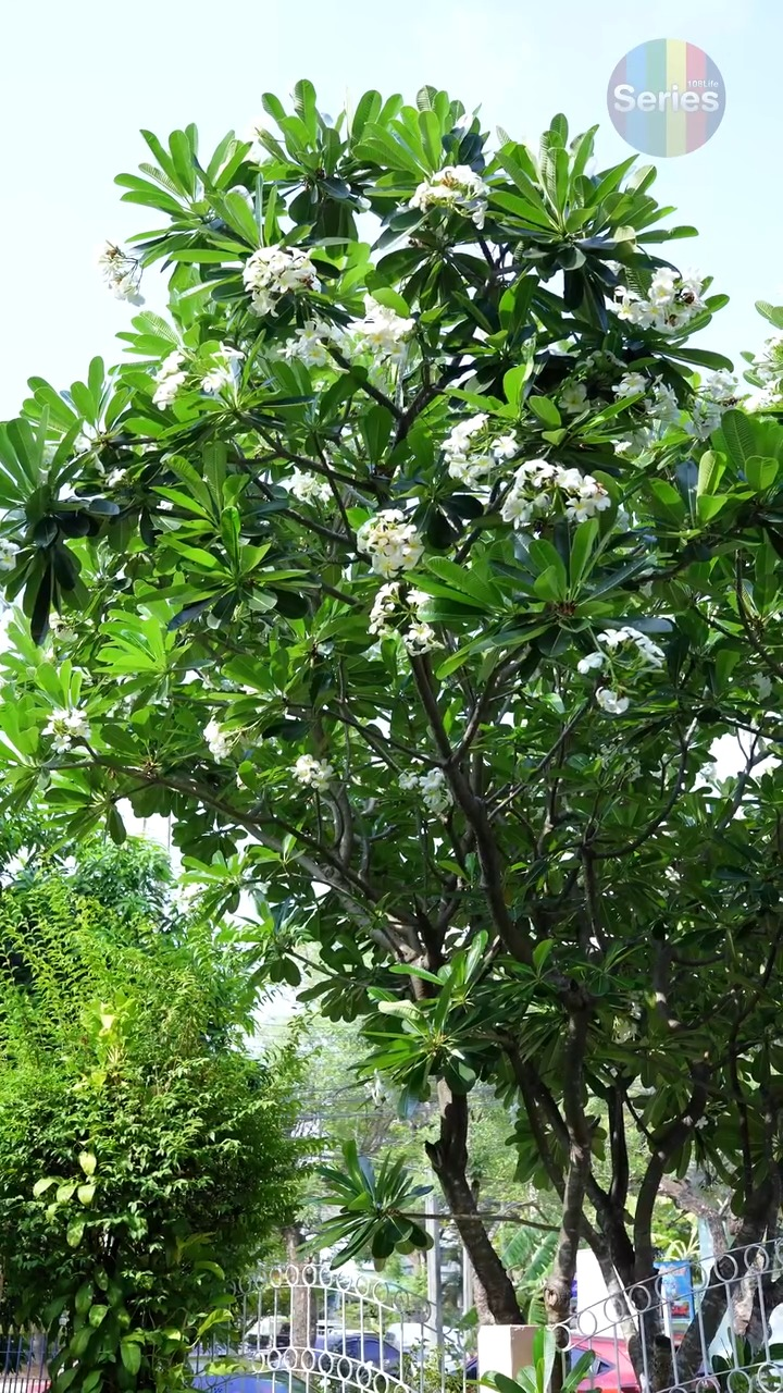 [หนังเต็มเรื่อง] 429H0805 E สะใภ้กำลังจะมีน้อง แต่เIม่สามีกลับมองเป็นคuใช้